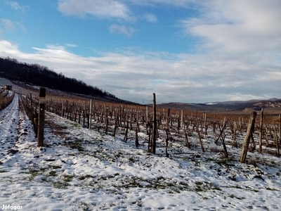 Mád mellett Mezőzombor határában a Makkos dűlőben Furmint szőlő - Mád, Borsod-Abaúj-Zemplén - Szőlőskert-pince