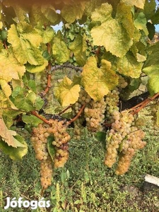 Szőlő terület eladó Tokaj-Hegyalja egyik legmeghatározóbb helyén Mádon - Mád, Borsod-Abaúj-Zemplén - Szőlőskert-pince