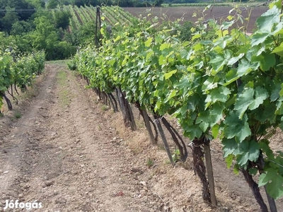 Szőlőterület Tokaj-Hegyalja Mád