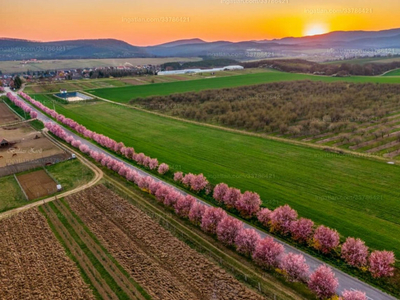 Eladó lakóövezeti telek - Berkenye, Vadvirág utca