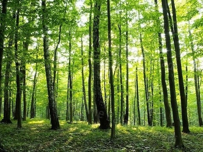 Balatonudvari, ingatlan, mezőgazd. ingatlan, 2860 m2, 2.700.000 Ft