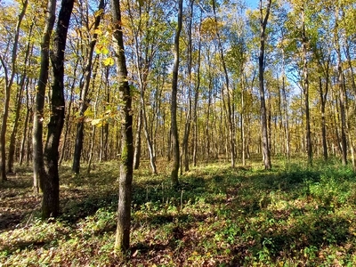 Kisvaszar, ingatlan, mezőgazd. ingatlan, 262000 m2, 44.900.000 Ft