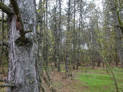 Röszke, ingatlan, mezőgazd. ingatlan, 8900 m2, 1.990.000 Ft