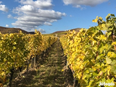 Szőlőterület Tokaj-Hegyalján eladó