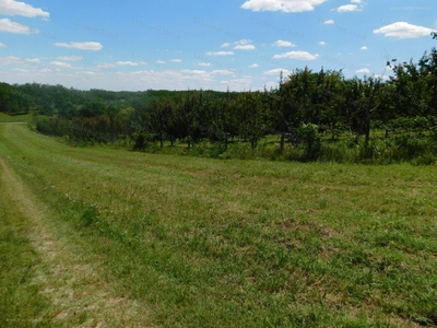 Töreki, Siófok, ingatlan, mezőgazd. ingatlan, 3086 m2, 7.000.000 Ft