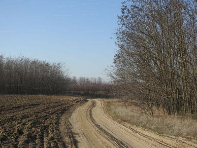 Eladó termőföld, szántó - Tiszakürt, Öregszőlő