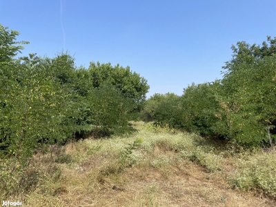 Eladó Telek, Szeged 1.000.000 Ft - Szeged, Csongrád-Csanád - Telek, föld