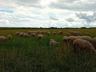 Regisztrált Magyar Merinó állomány