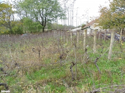 A Balaton közelében, Kékkúton szőlő terület pincével eladó! - Kékkút, Kővágóörs, Veszprém - Szőlőskert-pince