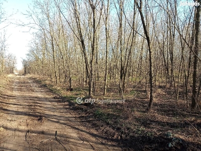 Eladó Telek, Tápiószecső - Tápiószecső, Pest - Telek, föld