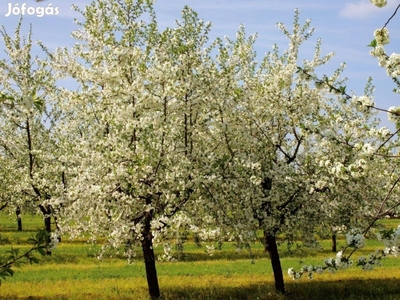 Telek Székesfehérvár ( Emmaróza)