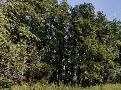 Szepetnek, ingatlan, mezőgazd. ingatlan, 10969 m2, 5.500.000 Ft