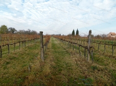 Kéthely, ingatlan, mezőgazd. ingatlan, 5882 m2, 5.000.000 Ft