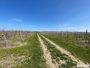 Balatonvilágoson eladó egy külterületi szőlő