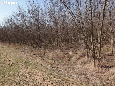 Hajdúsámson közelében 9500 m2 akác erdő eladó!