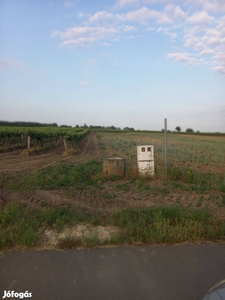 6 HA terület Sauvignon blanc ültetéssel eladó - Soltvadkert, Bács-Kiskun - Telek, föld