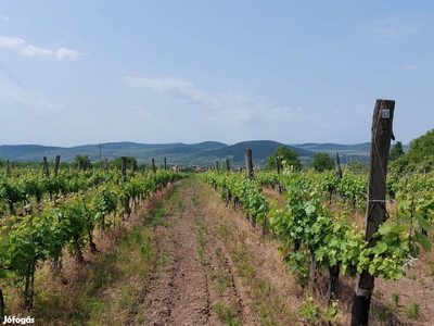 Eladó szőlő terület Tokaj- hegyalján, Tállyán (Tökösmáj) - Tállya, Borsod-Abaúj-Zemplén - Szőlőskert-pince