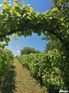 Eladó szőlős Tatán nagy telekkel gyümölcsössel és házzal - Tata, Komárom-Esztergom - Telek, föld