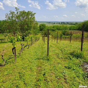 Örök panorámás, zártkerti gyümölcsös! - Vanyola, Veszprém - Gyümölcsös