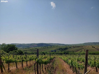 Tokaj-Hegyalján, Mádon (Kishegy) 5130 nm2 szőlő terület eladó - Mád, Borsod-Abaúj-Zemplén - Szőlőskert-pince