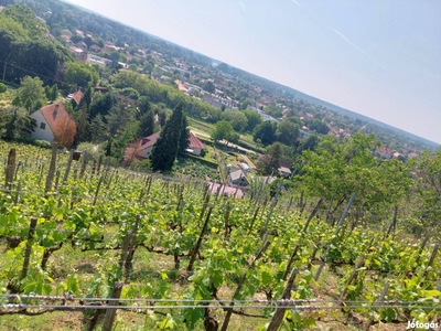 Tokajban Eladó Szőlő -Pince Belvároshoz közel - Tokaj, Borsod-Abaúj-Zemplén - Szőlőskert-pince